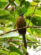 Amazonian Motmot