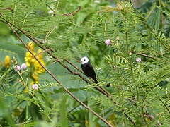 White-headed Marsh Tyrant