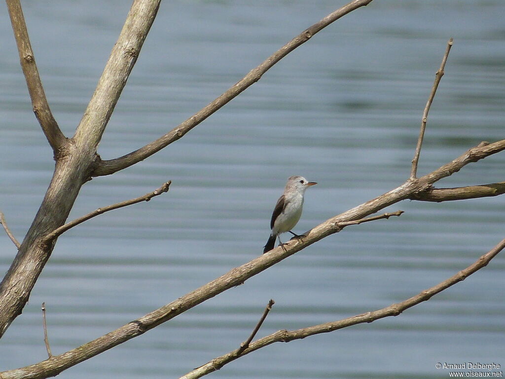 White-headed Marsh Tyrant female