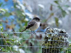 Black-capped Flycatcher