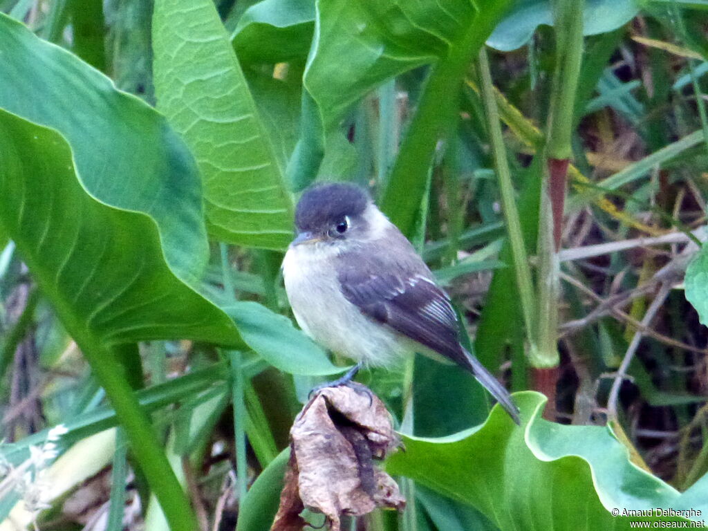 Black-capped Flycatcher