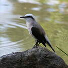 Moucherolle aquatique