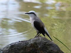 Masked Water Tyrant