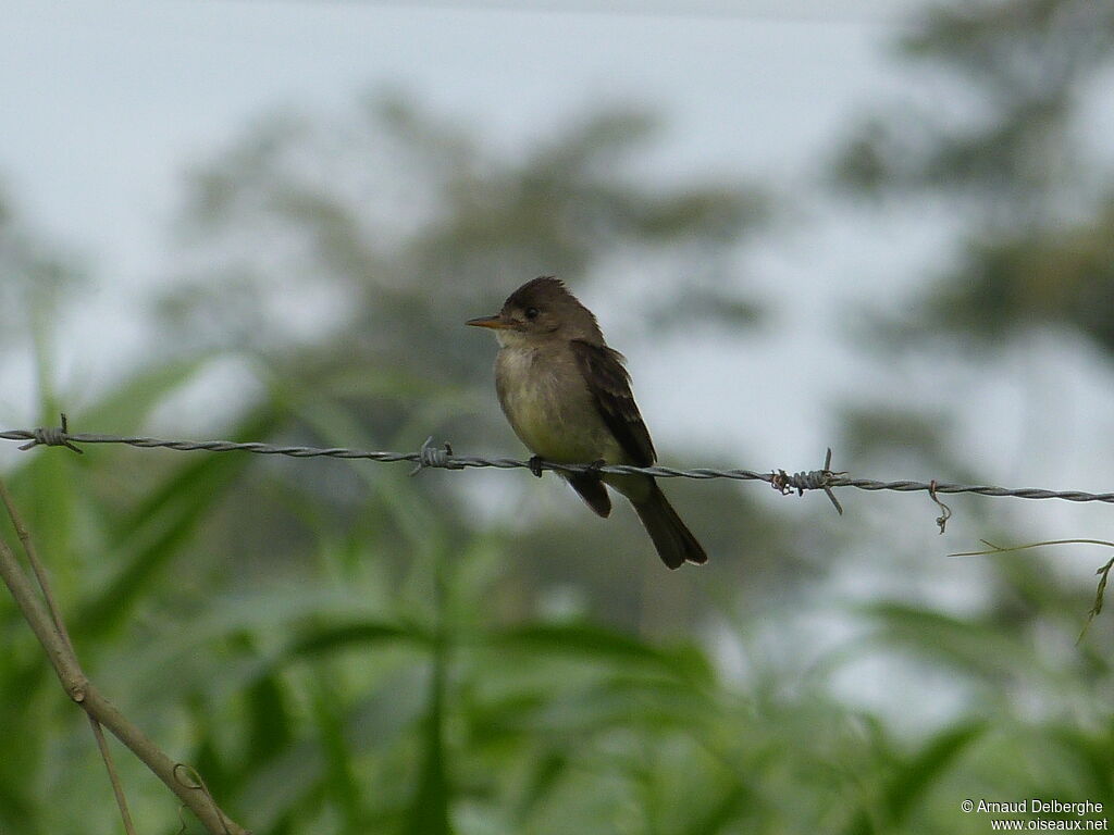 Tropical Pewee