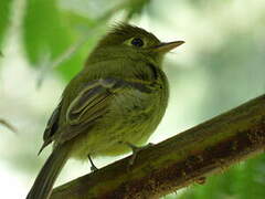 Yellowish Flycatcher