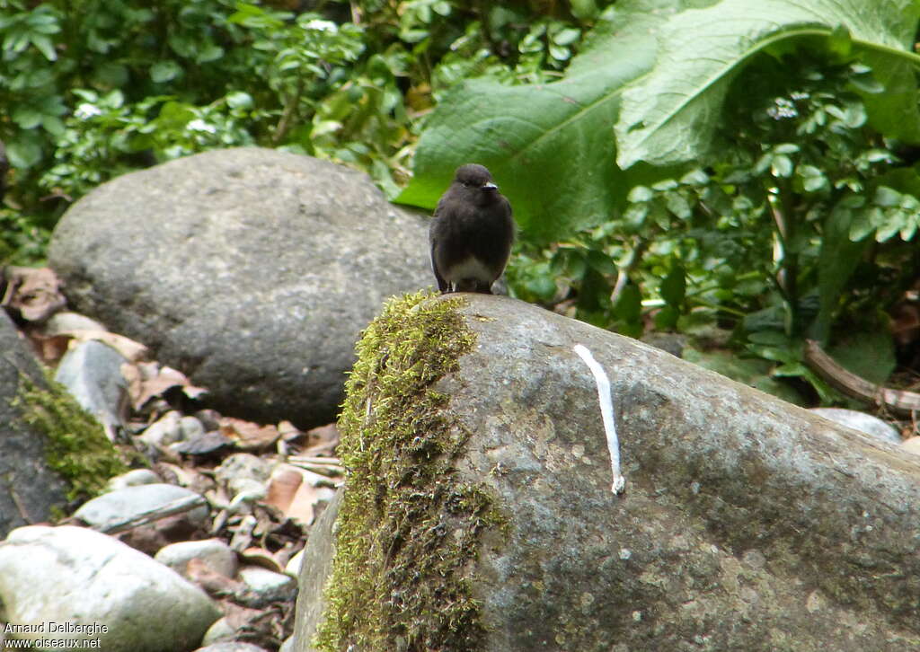 Moucherolle noiradulte, habitat