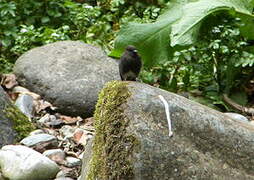 Black Phoebe