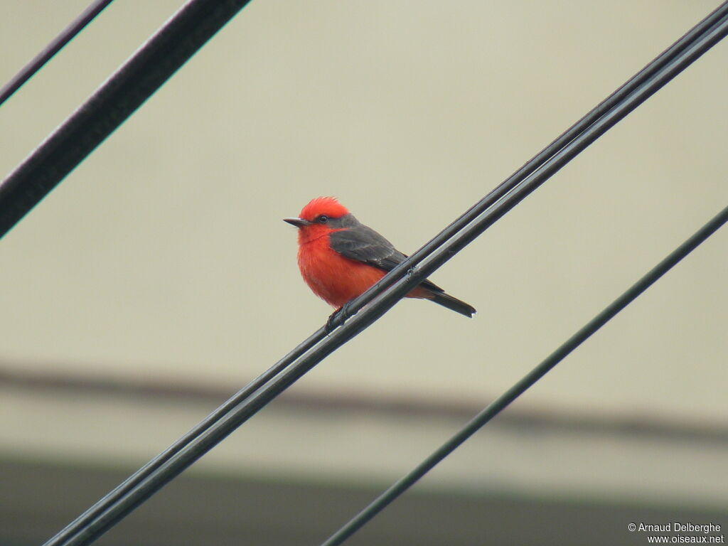 Vermilion Flycatcher