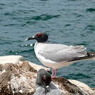Mouette à queue fourchue