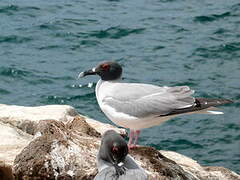 Swallow-tailed Gull