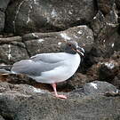 Mouette à queue fourchue