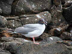 Mouette à queue fourchue