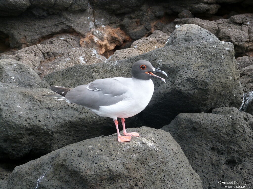 Mouette à queue fourchue