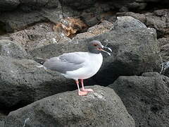 Swallow-tailed Gull