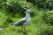 Mouette à tête grise