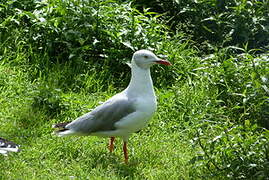 Mouette à tête grise