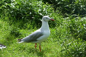 Mouette à tête grise