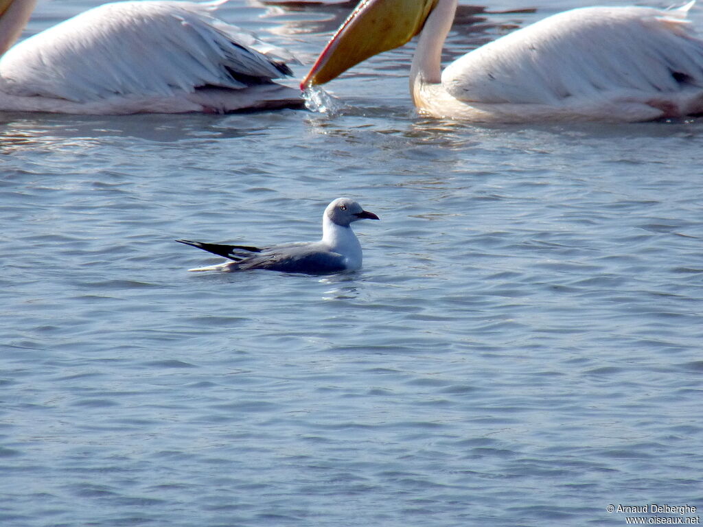 Grey-headed Gull