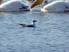 Mouette à tête grise