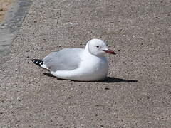 Grey-headed Gull