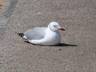 Mouette à tête grise