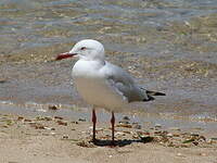 Mouette argentée