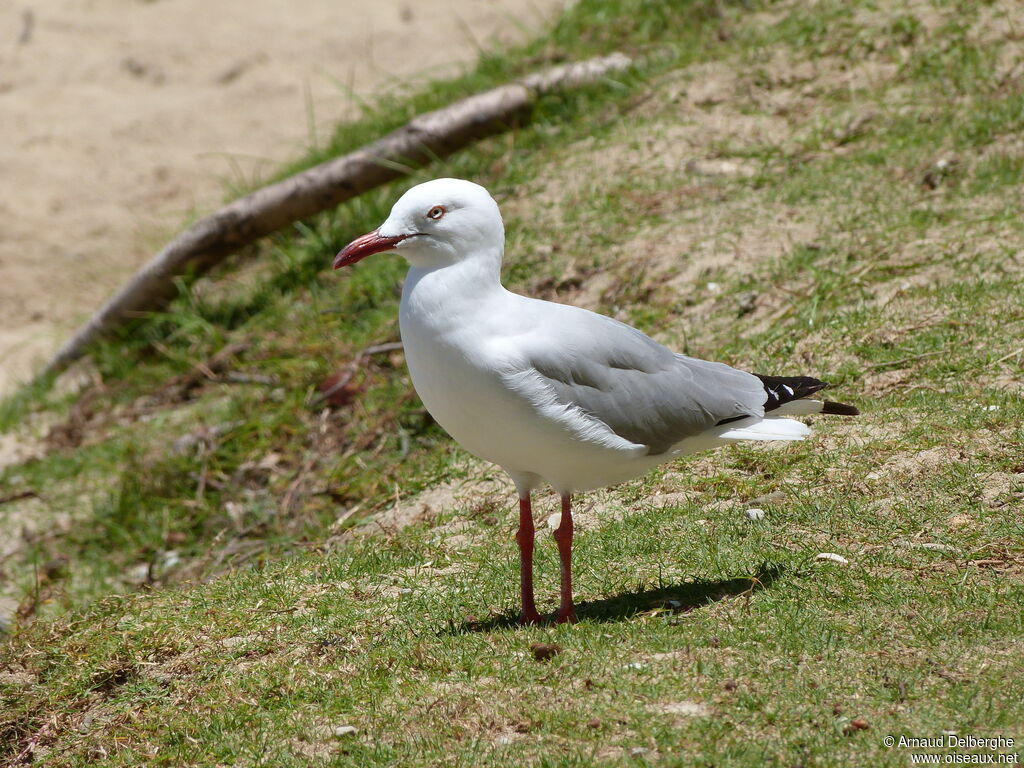 Mouette argentée