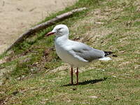 Mouette argentée