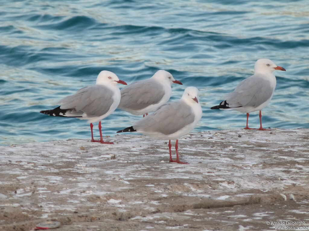 Mouette argentée