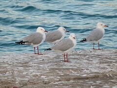 Silver Gull