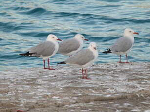 Mouette argentée