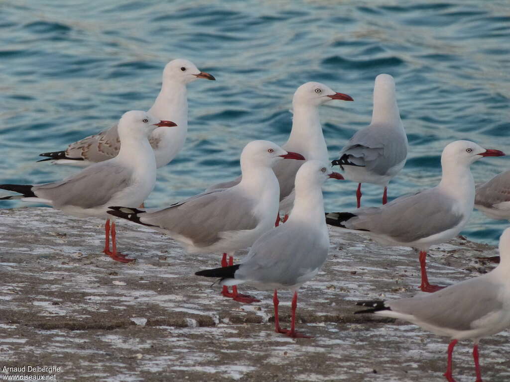 Silver Gull, aspect, pigmentation