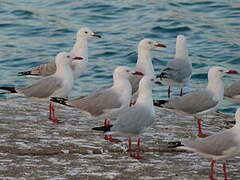 Silver Gull