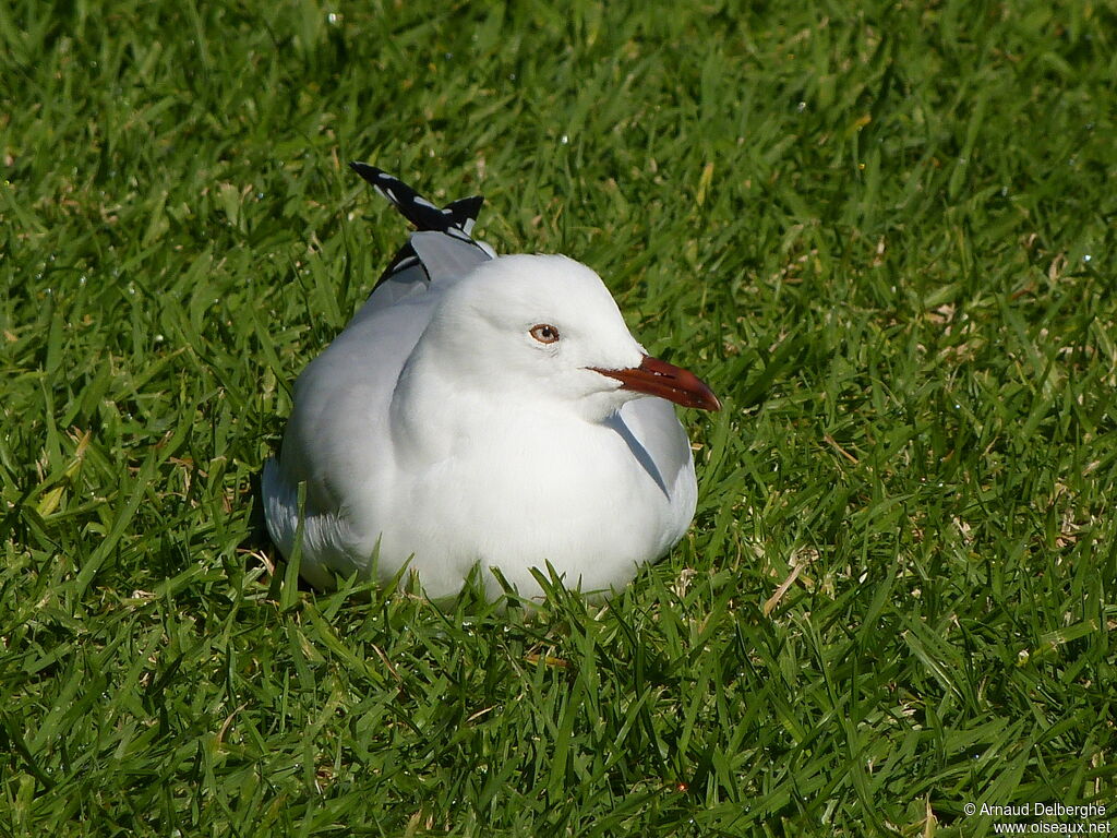 Silver Gull