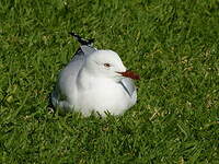 Mouette argentée