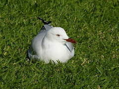 Silver Gull