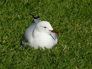 Mouette argentée