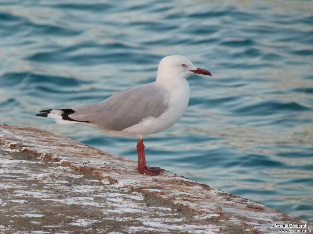 Silver Gull