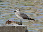 Mouette atricille