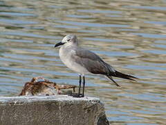 Laughing Gull