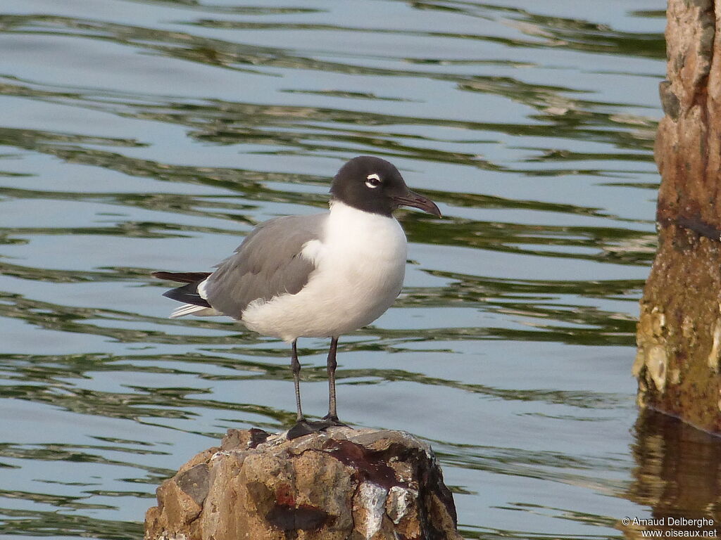 Mouette atricille