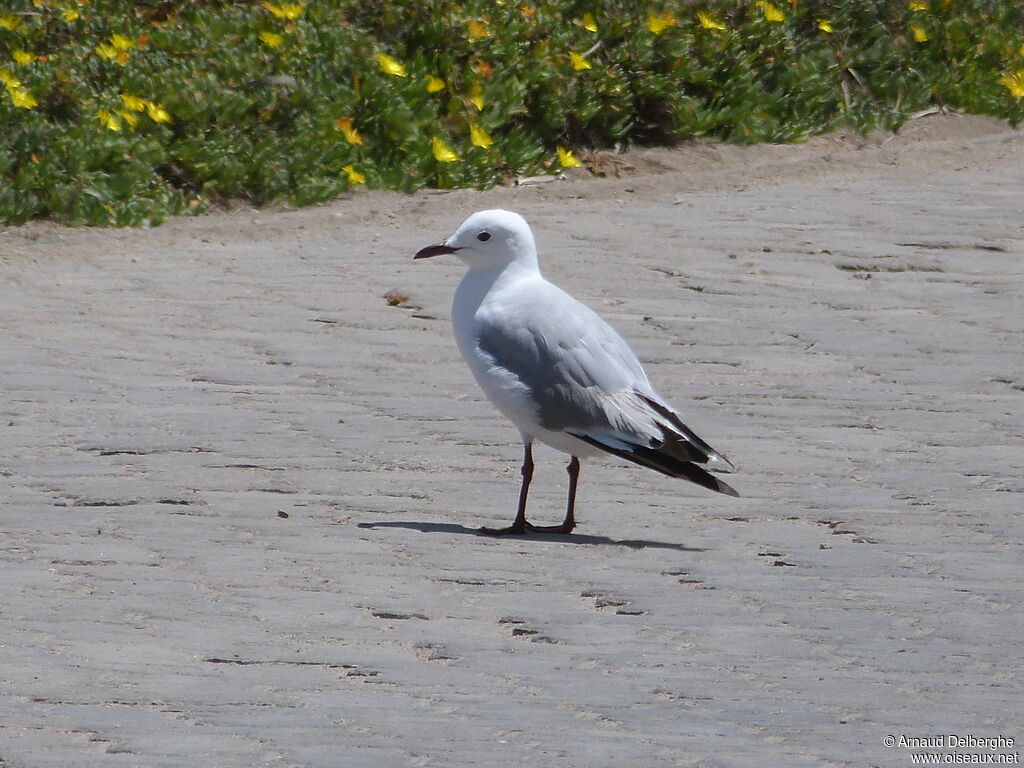 Hartlaub's Gull