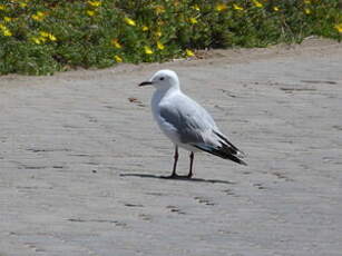 Mouette de Hartlaub