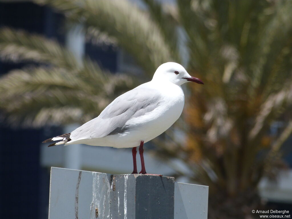 Hartlaub's Gull