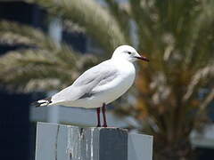 Hartlaub's Gull