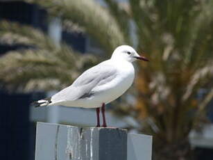 Mouette de Hartlaub