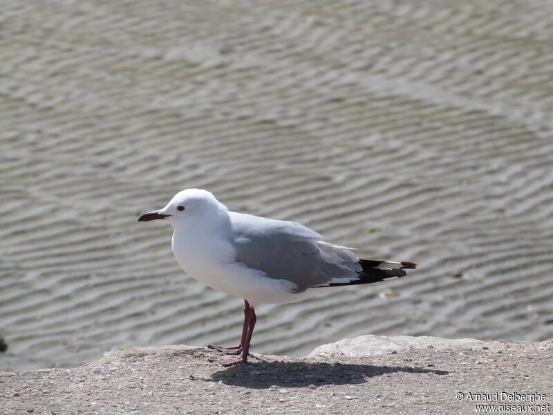 Hartlaub's Gull