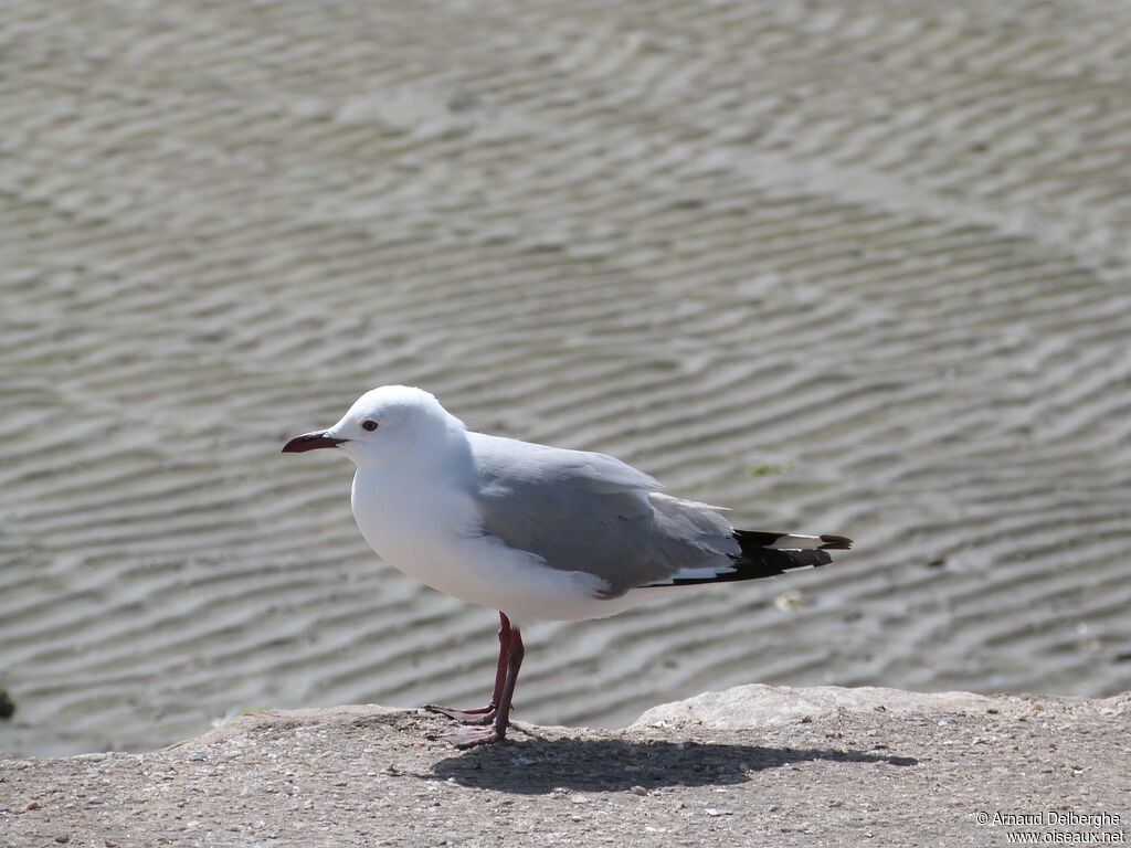 Hartlaub's Gull