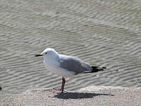 Mouette de Hartlaub