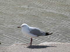 Hartlaub's Gull